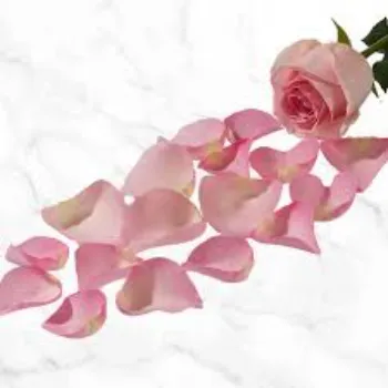 No1 Rose Petal